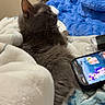 cat, gray_cat, feline, pet, animal, bed, blanket, bedroom, fluffy, lounging, sitting, profile, whiskers, ears, fur, relaxed, smartphone, cartoon, indoor, portrait