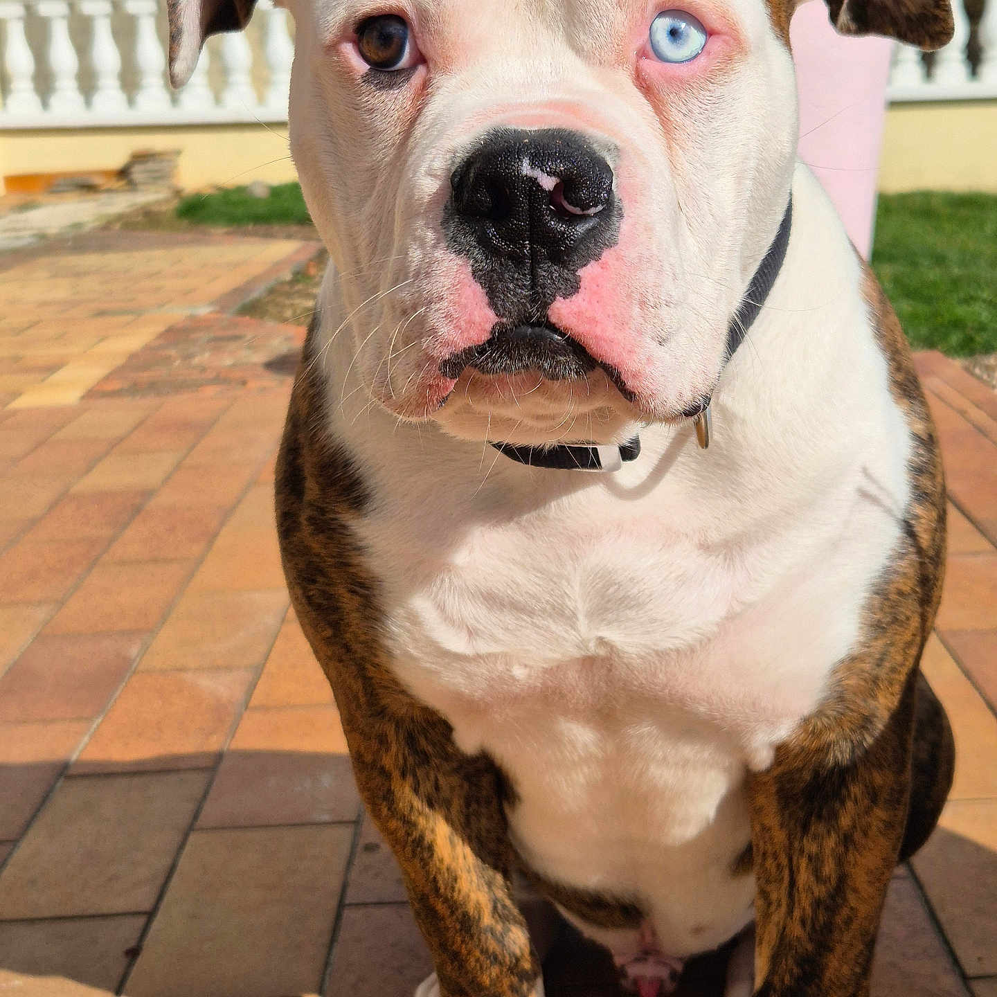 Végas participe au concours pour gagner de l'argent avec cette photo : animal, architecture, bostonbull, boxer, building, bulldog, canine, dog, flagstone, frenchbulldog, house, machine, path, pet, pitbull, puppy, sidewalk, spoke, walkway, whitedog