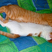 Chacha participe au concours pour gagner de l'argent avec cette photo : cat, orange_tabby, white_cat, sleeping, resting, bed, quilt, striped, feline, pets, domestic_animal, cozy, animal, cute, two_cats, laying_down, tail, ears, whiskers, fur