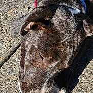 Peaches is registered to the contest to win money with this photo: animal, black_dog, canine, close_up, collar, daylight, dog, fur, nature, outdoor, pavement, paw, peaceful, pet, pink_collar, portrait, relaxed, resting, sleeping, sunlight