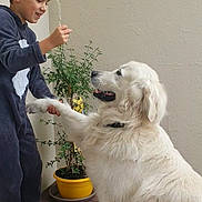 Junior participe au concours pour gagner de l'argent avec cette photo : boy, child, dog, golden_retriever, pet, paw, indoor, plant, potted_plant, floor, smile, interaction, friendship, animal, young, cute, fur, happy, collar, gesture