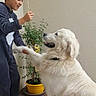 boy, child, dog, golden_retriever, pet, paw, indoor, plant, potted_plant, floor, smile, interaction, friendship, animal, young, cute, fur, happy, collar, gesture