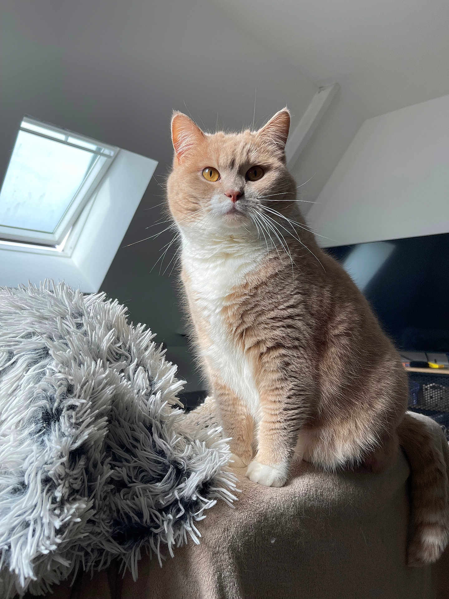 Boris