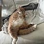 cat, orange_cat, white_cat, sleeping, relaxed, fluffy, pet, indoor, couch, blanket, cozy, fur, paw, tail, home, leather, resting, cute, animal, domestic