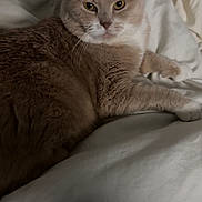 Boris a rejoint le concours — aidez-le/la à gagner de superbes lots ! cat, beige, feline, pet, animal, indoor, blanket, bed, fur, whiskers, relaxed, comfort, resting, cute, mammal, domestic, sleepy, paw, closeup, cozy