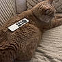 Boris a rejoint le concours — aidez-le/la à gagner de superbes lots ! cat, remote_control, couch, beige, fluffy, pet, indoor, relaxing, texture, furniture, home, cozy, animal, resting, soft, living_room, mammal, cute, comfort, laying_down
