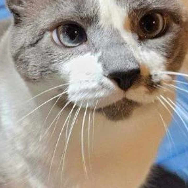 Sasha is registered to the contest to win money with this photo: animal, cat, close_up, curious, cute, domestic_cat, ears, face, feline, fur, home, indoor, looking_up, mask_pattern, muzzle, paws, pet, portrait, tabby, whiskers