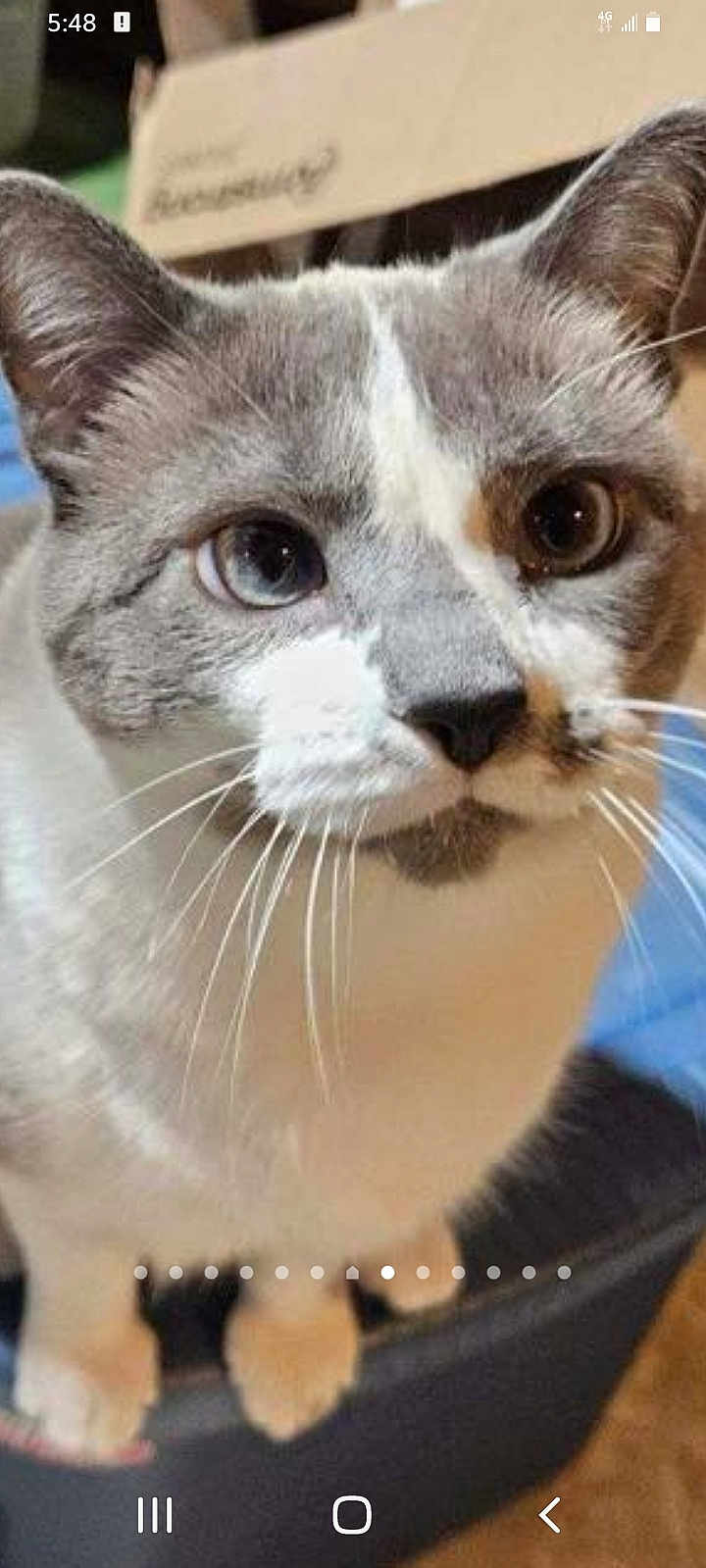 Sasha is registered to the contest to win money with this photo: cat, close_up, pet, animal, whiskers, curious, face, ears, fur, indoor, muzzle, tabby, domestic_cat, looking_up, paws, mask_pattern, feline, portrait, cute, home