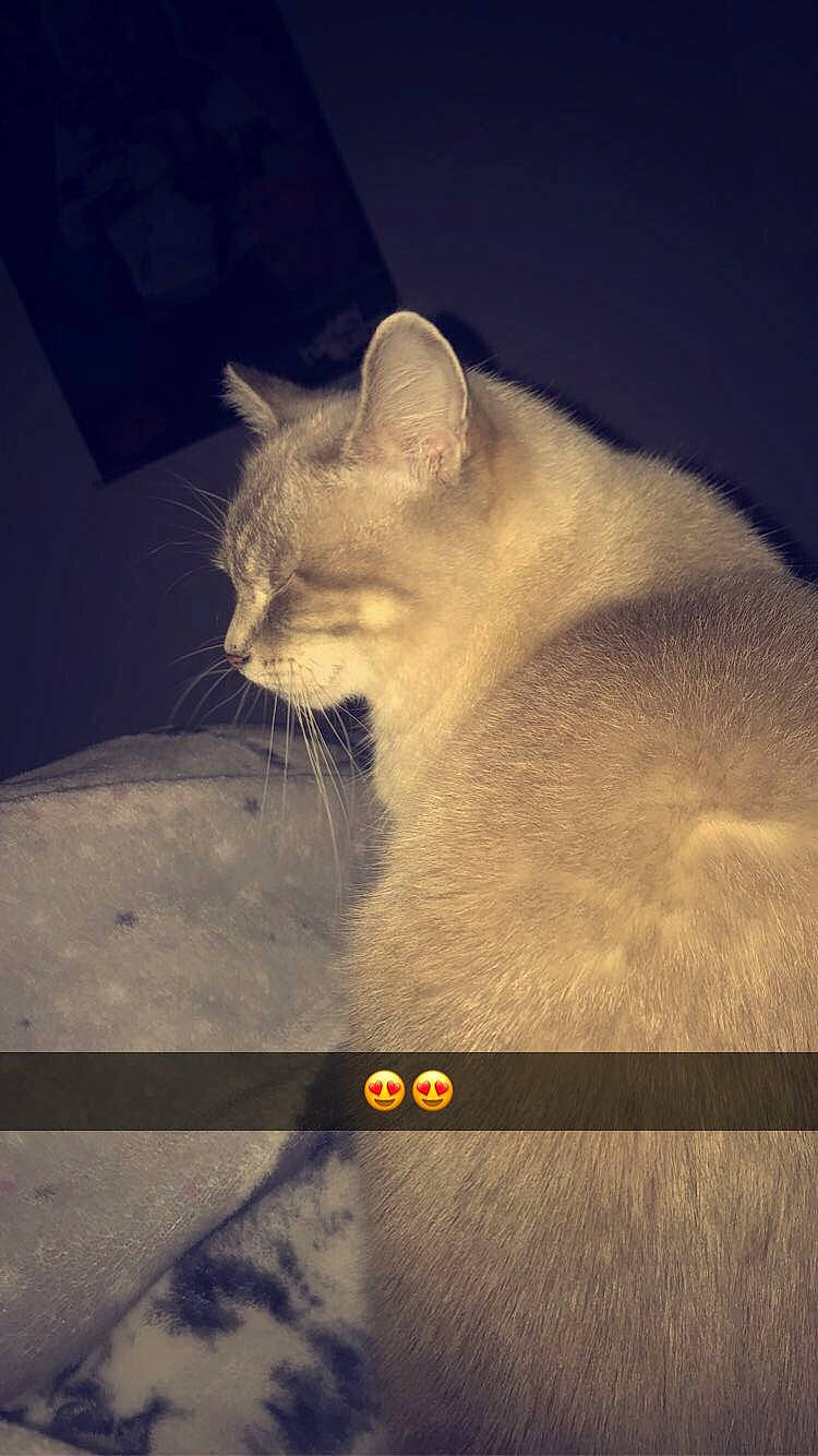 Filouse participe au concours pour gagner de l'argent avec cette photo : carnivore, cat, cloud, darkness, domestic_short_haired_cat, felidae, fur, metal, meteorological_phenomenon, paw, photo_caption, sky, small_to_medium_sized_cats, snout, square, tail, tints_and_shades, visual_arts, whiskers, wood