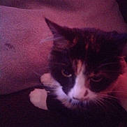 Sketch is registered to the contest to win money with this photo: cat, black_and_white, close_up, indoor, pet, feline, whiskers, face, fur, animal, looking_up, texture, fabric, soft, resting, dark, blurred, cute, domestic_animal, curious