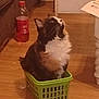 cat, tuxedo_cat, basket, indoor, wooden_floor, curious, pet, furniture, bottle, drawer, plastic_basket, flooring, looking_up, domestic, animal, household, cozy, fur, black_and_white, small_container