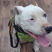 Cracker is registered to the contest to win money with this photo: dog, pet, white_dog, brown_patches, harness, green_harness, leash, tongue_out, happy_dog, indoor, wooden_floor, flooring, canine, animal, companion, sitting, looking_up, ears, snout, friendly