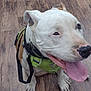 dog, pet, white_dog, brown_patches, harness, green_harness, leash, tongue_out, happy_dog, indoor, wooden_floor, flooring, canine, animal, companion, sitting, looking_up, ears, snout, friendly