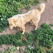 Appolo is registered to the contest to win money with this photo: dog, outdoor, grass, dirt, fire_pit, bicycle, rust, pet, animal, yard, greenery, plant, fence, bucket, nature, fluffy, curious, canine, daylight, garden