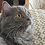 Faith joined the competition — help win amazing prizes! alert, animal, cat, close_up, curious, cute, domestic_cat, feline, fluffy, gray_cat, home, indoor, patterned_quilt, pet, quilt, relaxed, side_view, soft_fur, whiskers, yellow_eyes