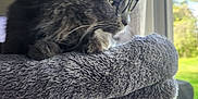 Faith is registered to the contest to win money with this photo: cat, cat_tree, contemplative, cozy, curtains, daylight, feline, fur, glasses, gray_cat, greenery, home, indoor, looking_out, paw, pet, relaxed, sunlight, whiskers, window