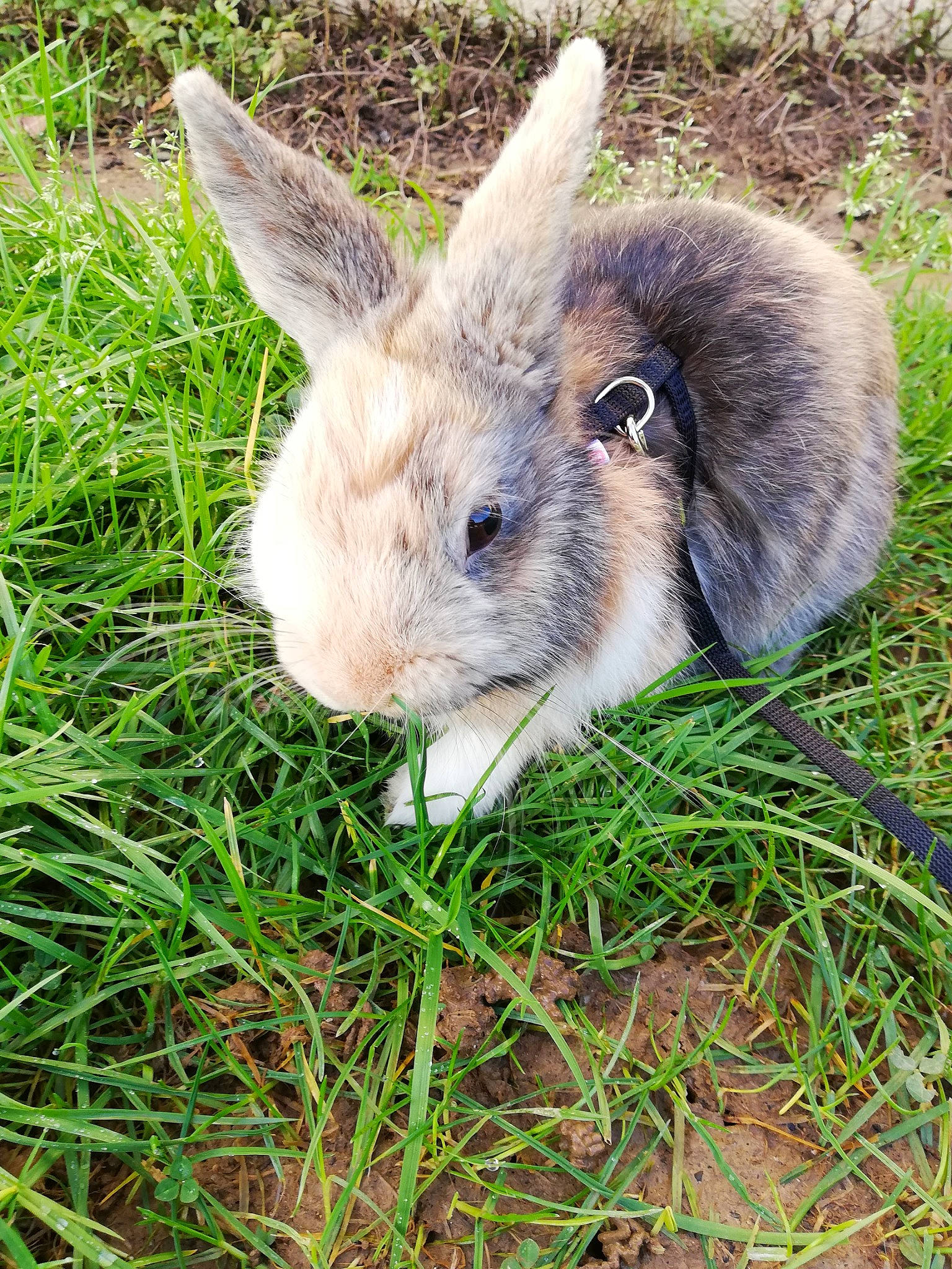 Patmol a rejoint le concours — aidez-le/la à gagner de superbes lots ! domestic_rabbit, ear, fawn, grass, hare, lower_keys_marsh_rabbit, mammal, mountain_cottontail, plant, rabbit, rabbits_and_hares, snout, snowshoe_hare, vertebrate, whiskers, wildlife, wood_rabbit