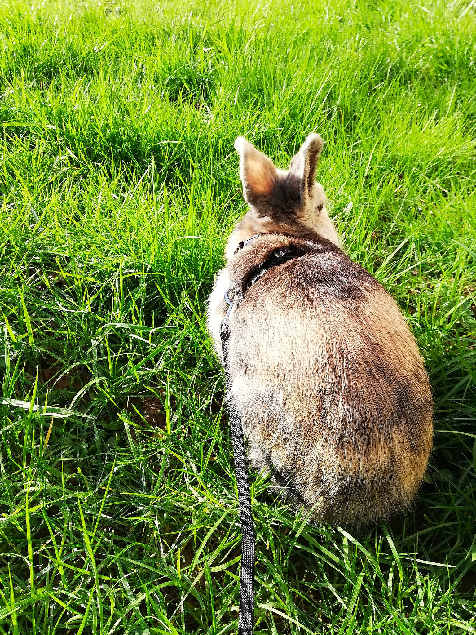 Patmol participe au concours pour gagner de l'argent avec cette photo : domestic_rabbit, fawn, fodder, grass, grass_family, hare, lawn, lower_keys_marsh_rabbit, plant, rabbit, rabbits_and_hares, tail, whiskers, wildlife