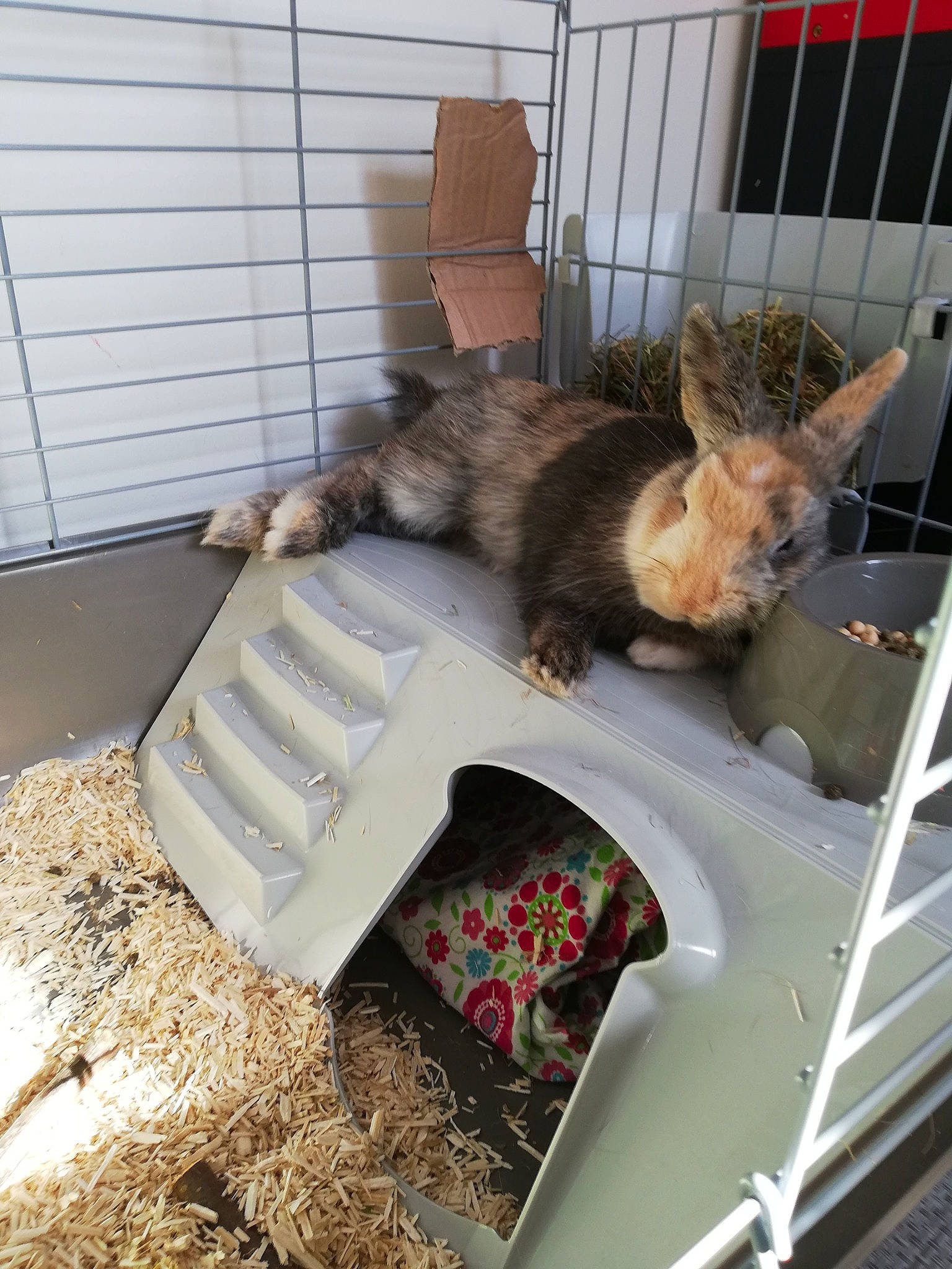 Patmol a rejoint le concours — aidez-le/la à gagner de superbes lots ! animal_shelter, cage, canidae, carnivore, cat, cat_supply, felidae, fur, kitten, litter_box, pet_supply, small_to_medium_sized_cats