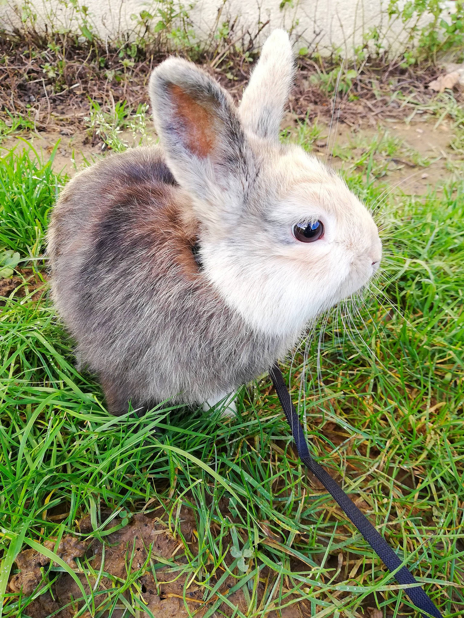 Patmol participe au concours pour gagner de l'argent avec cette photo : audubons_cottontail, domestic_rabbit, ear, eastern_cottontail, grass, grass_family, hare, lower_keys_marsh_rabbit, mammal, mountain_cottontail, organism, plant, rabbit, rabbits_and_hares, snowshoe_hare, whiskers, wildlife, wood_rabbit