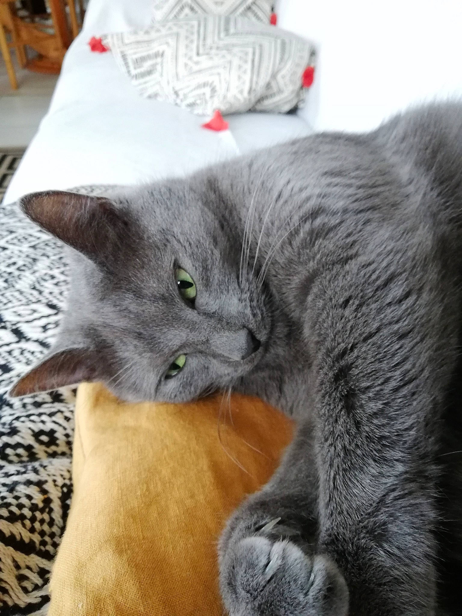 Ciboulette a rejoint le concours — aidez-le/la à gagner de superbes lots ! asian, british_longhair, british_shorthair, burmese, carnivore, cat, chartreux, domestic_short_haired_cat, felidae, kitten, korat, mammal, nebelung, russian_blue, small_to_medium_sized_cats, snout, vertebrate, whiskers