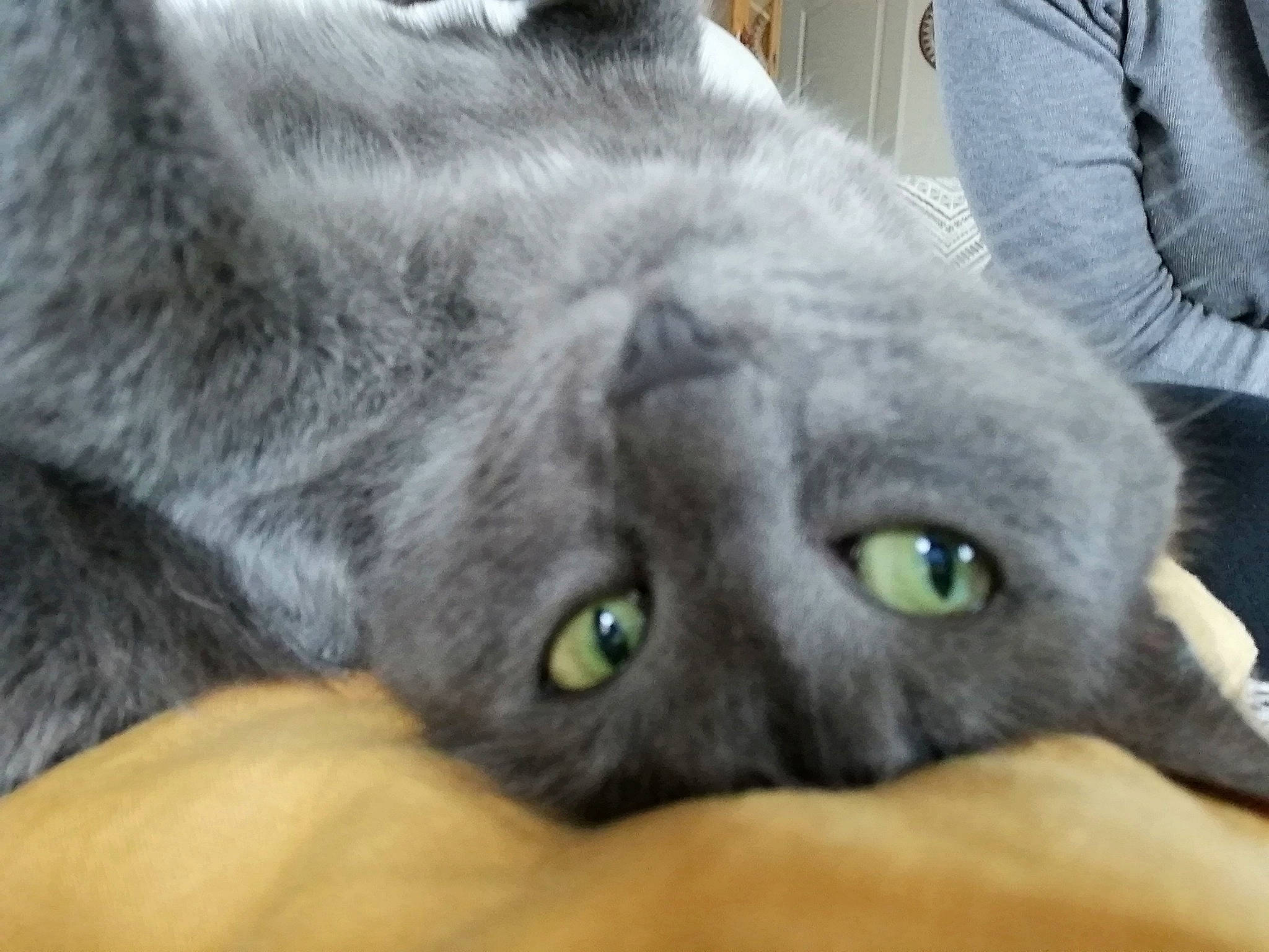 Ciboulette participe au concours pour gagner de l'argent avec cette photo : british_shorthair, burmese, carnivore, cat, chartreux, domestic_short_haired_cat, felidae, korat, mammal, nebelung, russian_blue, small_to_medium_sized_cats, snout, vertebrate, whiskers