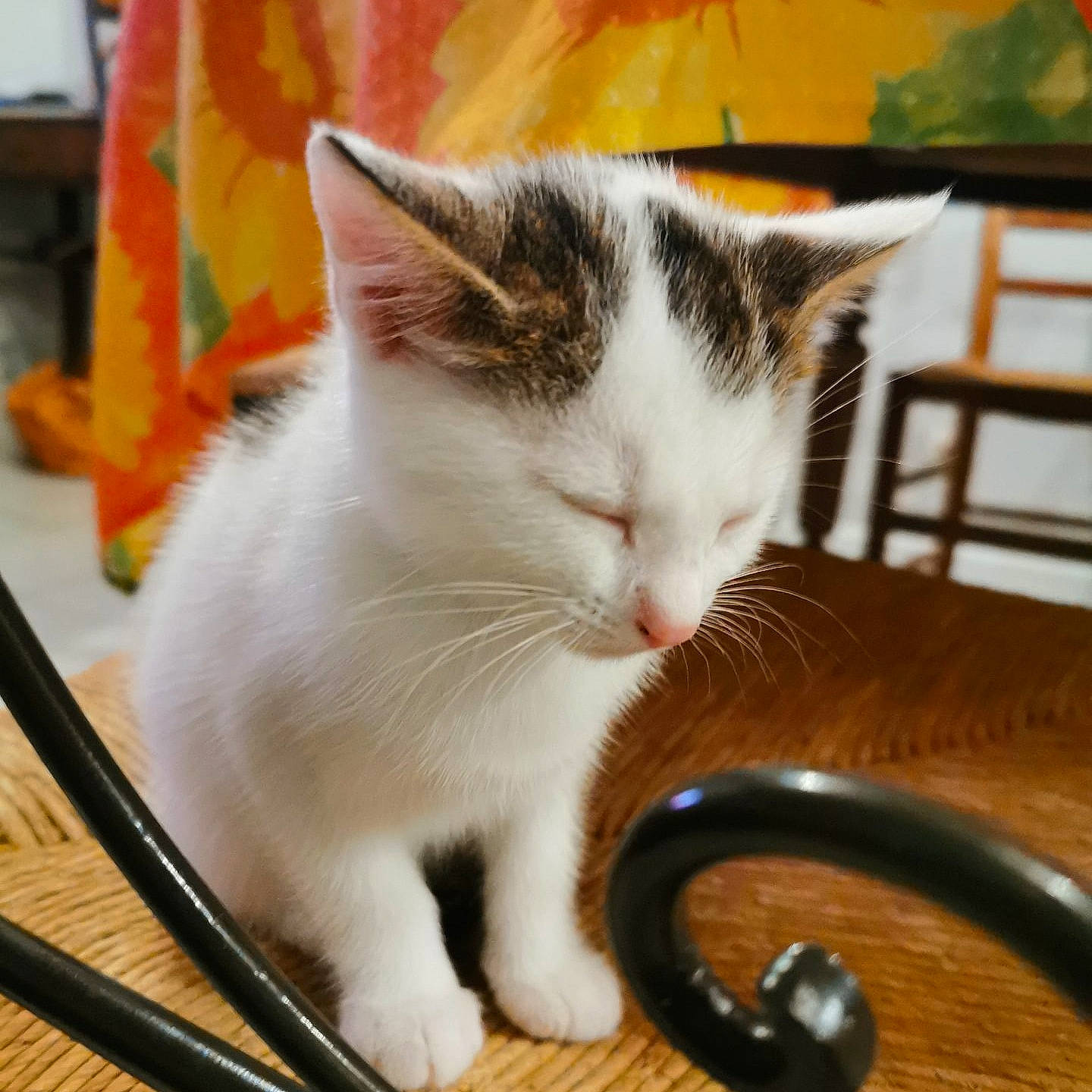 Pixel participe au concours pour gagner de l'argent avec cette photo : aegean_cat, american_wirehair, asian, carnivore, cat, domestic_short_haired_cat, european_shorthair, felidae, japanese_bobtail, kitten, mammal, ojos_azules, polydactyl_cat, small_to_medium_sized_cats, tail, turkish_van, whiskers