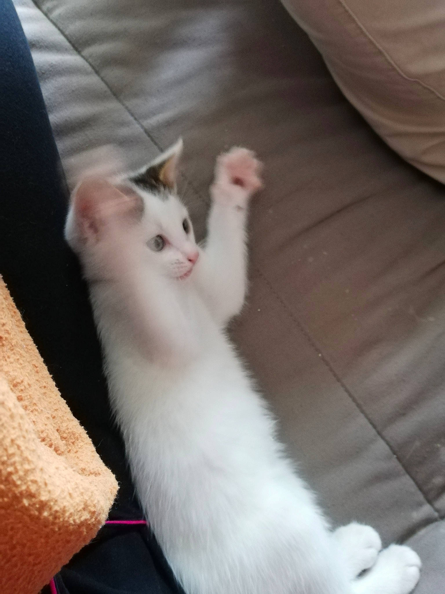 Pixel participe au concours pour gagner de l'argent avec cette photo : aegean_cat, asian, burmilla, carnivore, cat, colorpoint_shorthair, felidae, fur, javanese, khao_manee, kitten, leg, mammal, skin, small_to_medium_sized_cats, tail, turkish_angora, turkish_van, vertebrate, whiskers