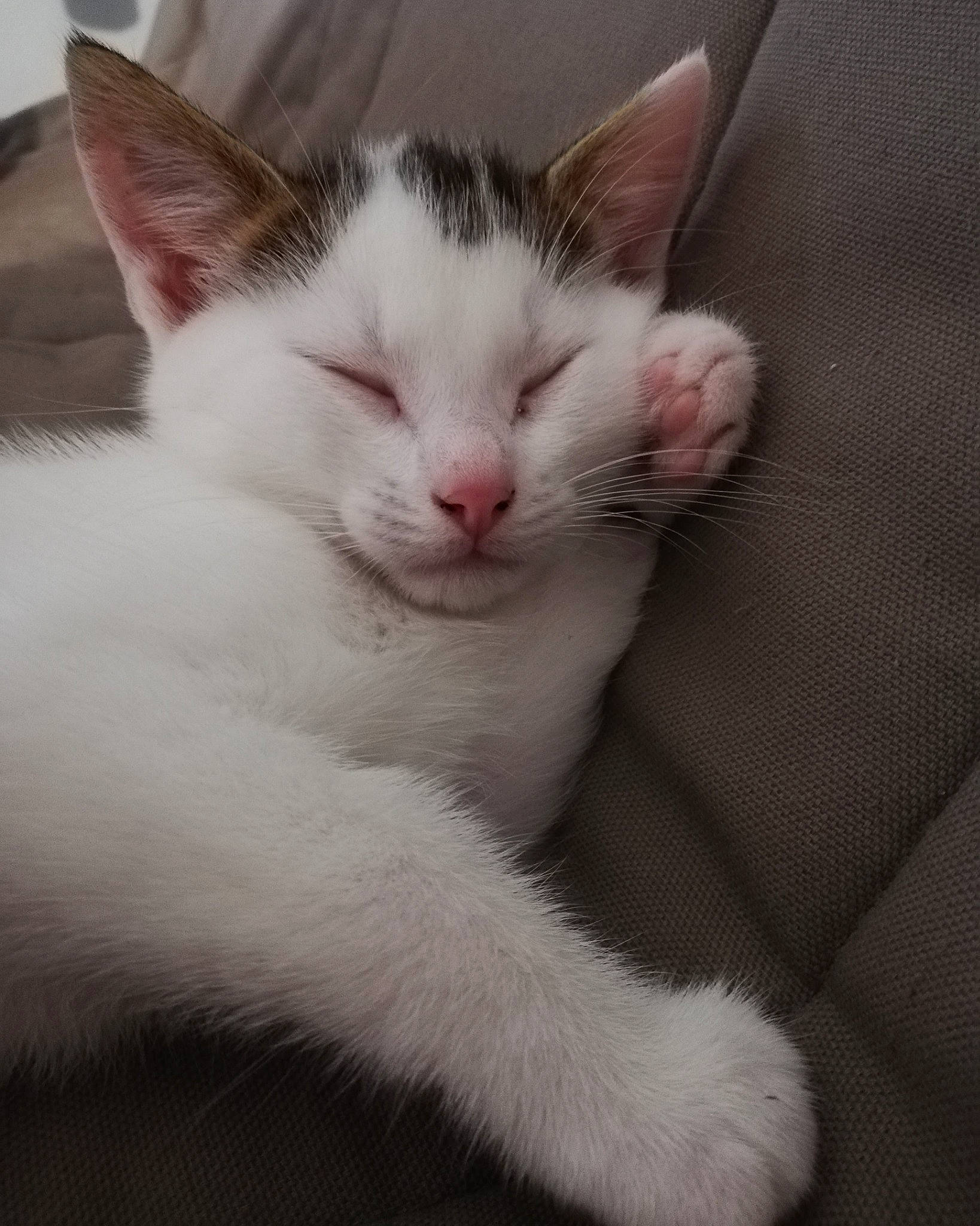 Pixel a rejoint le concours — aidez-le/la à gagner de superbes lots ! aegean_cat, american_wirehair, carnivore, cat, domestic_short_haired_cat, ear, eye, felidae, fur, kitten, mammal, nap, nose, polydactyl_cat, small_to_medium_sized_cats, snout, turkish_angora, turkish_van, vertebrate, whiskers