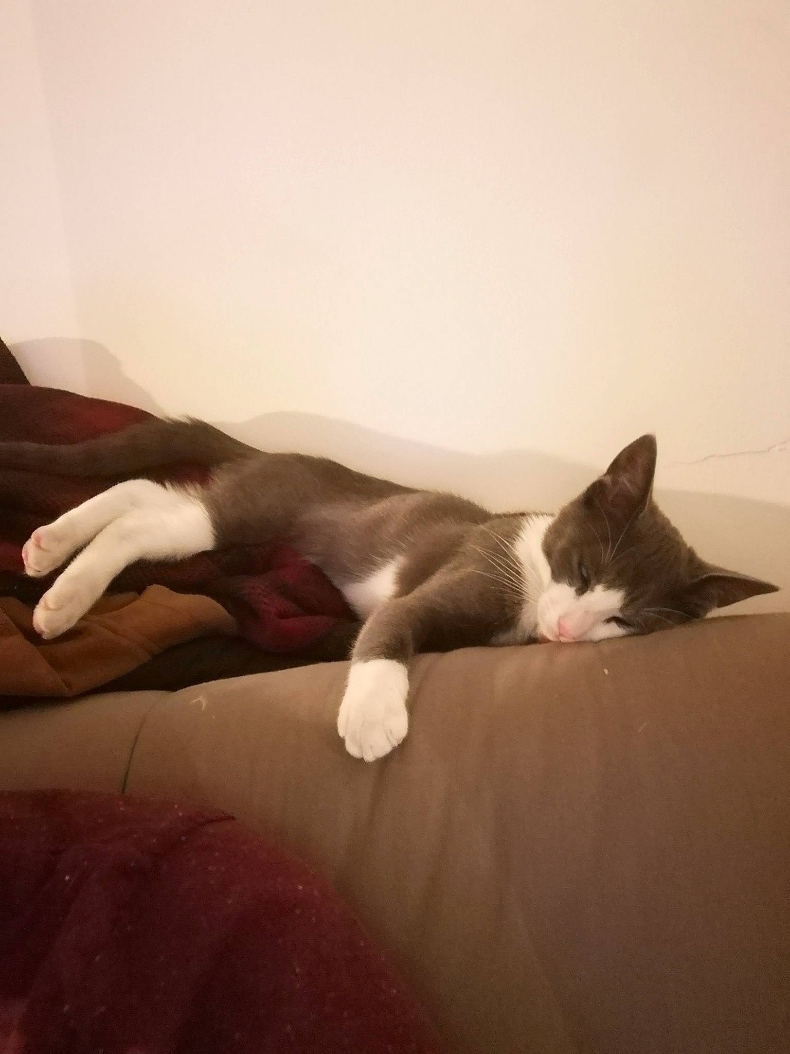 Eddy participe au concours pour gagner de l'argent avec cette photo : carnivore, cat, ear, felidae, hand, kitten, leg, nap, paw, sleep, small_to_medium_sized_cats, tail, whiskers