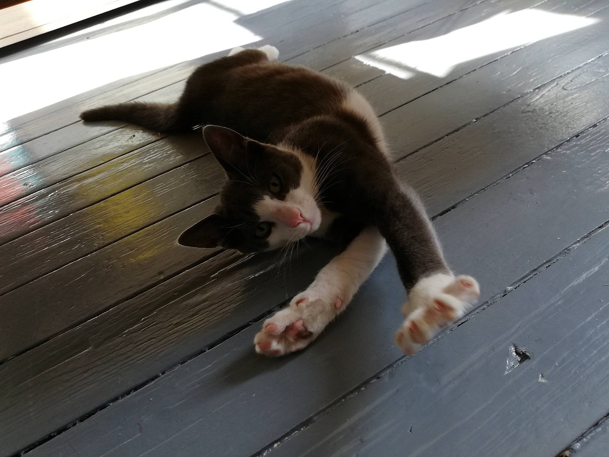 Eddy a rejoint le concours — aidez-le/la à gagner de superbes lots ! aegean_cat, carnivore, cat, claw, domestic_short_haired_cat, felidae, floor, flooring, fur, hardwood, kitten, leg, paw, polydactyl_cat, small_to_medium_sized_cats, snapshot, snout, tail, whiskers, wood