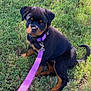 puppy, rottweiler, dog, grass, leash, collar, pet, animal, outdoor, cute, sitting, young, black, tan, canine, nature, playful, adorable, walk, summer