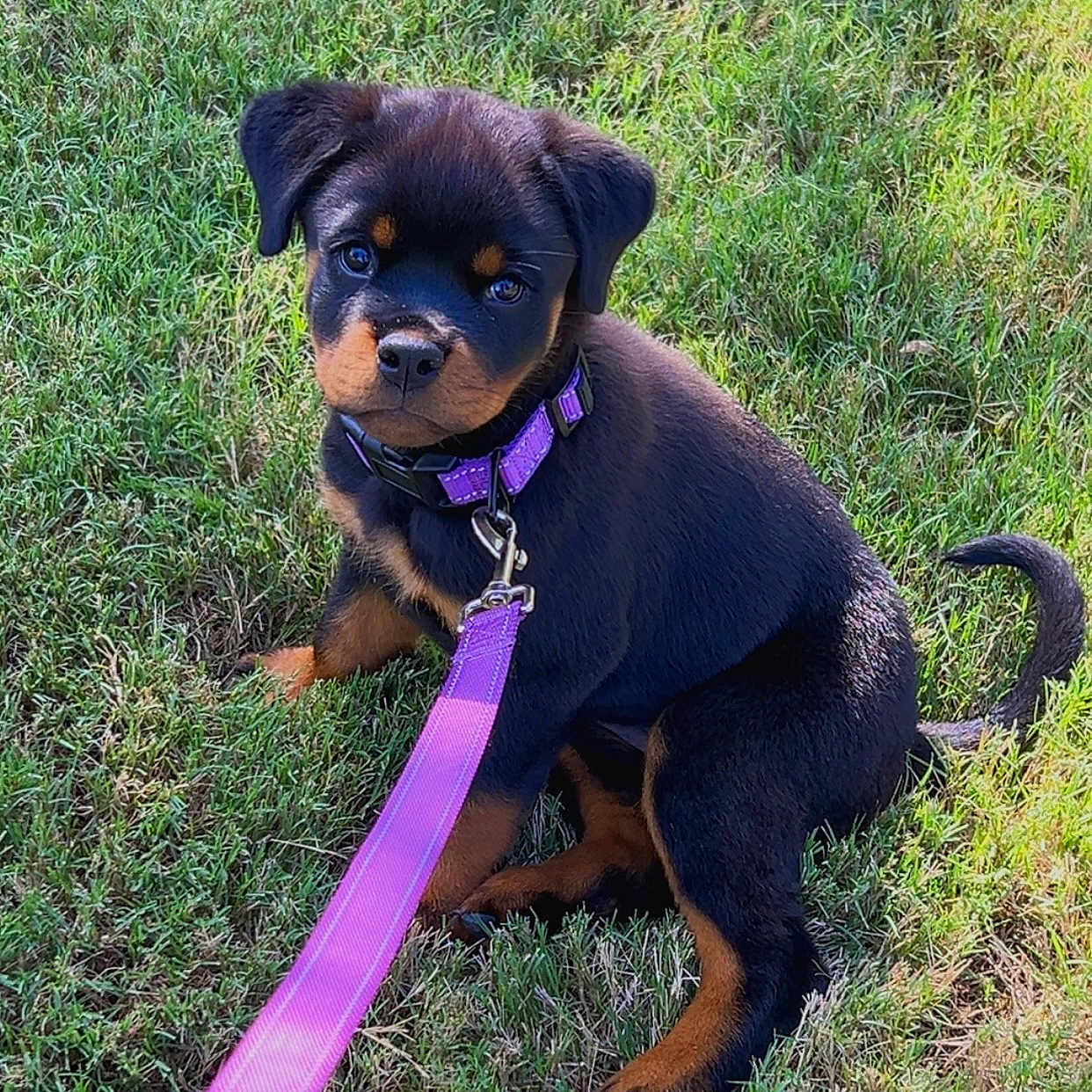 Kova Reign is registered to the contest to win money with this photo: adorable, animal, black, canine, collar, cute, dog, grass, leash, nature, outdoor, pet, playful, puppy, rottweiler, sitting, summer, tan, walk, young