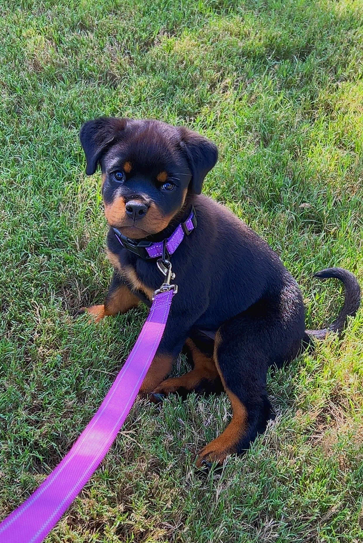 Kova Reign is registered to the contest to win money with this photo: puppy, rottweiler, dog, grass, leash, collar, pet, animal, outdoor, cute, sitting, young, black, tan, canine, nature, playful, adorable, walk, summer