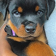 Kova Reign joined the competition — help win amazing prizes! puppy, rottweiler, dog, close_up, pet, animal, fur, black_and_tan, cute, young, face, ears, nose, collar, human_hand, car_interior, seat, window, portrait, domestic_animal