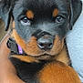 puppy, rottweiler, dog, close_up, pet, animal, fur, black_and_tan, cute, young, face, ears, nose, collar, human_hand, car_interior, seat, window, portrait, domestic_animal