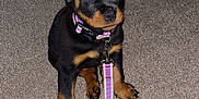 Kova Reign is registered to the contest to win money with this photo: puppy, rottweiler, dog, pet, animal, carpet, leash, collar, indoor, cute, young, sitting, black, brown, fur, canine, adorable, domestic, companion, small