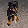 puppy, rottweiler, dog, pet, animal, carpet, leash, collar, indoor, cute, young, sitting, black, brown, fur, canine, adorable, domestic, companion, small