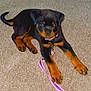 Kova Reign joined the competition — help win amazing prizes! rottweiler, puppy, dog, pet, animal, carpet, leash, collar, black, brown, cute, young, indoor, laying_down, looking_up, canine, domestic_animal, fur, paw, ears