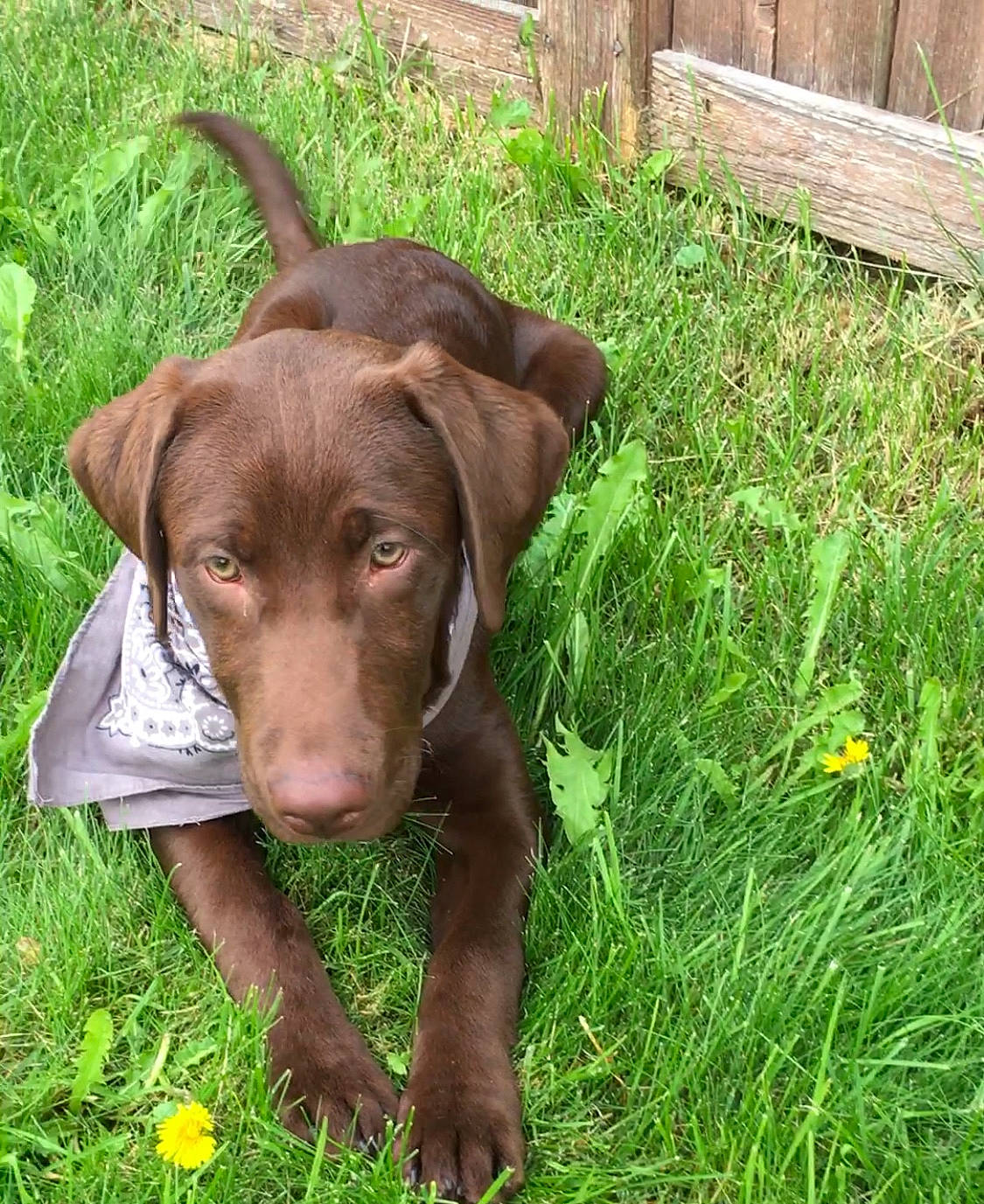 Rocket joined the competition — help win amazing prizes! carnivore, companion_dog, dog, dog_breed, eye, fawn, flower, grass, grassland, groundcover, hat, herbaceous_plant, hound, liver, people_in_nature, plant, sporting_group, terrestrial_animal, whiskers, working_animal