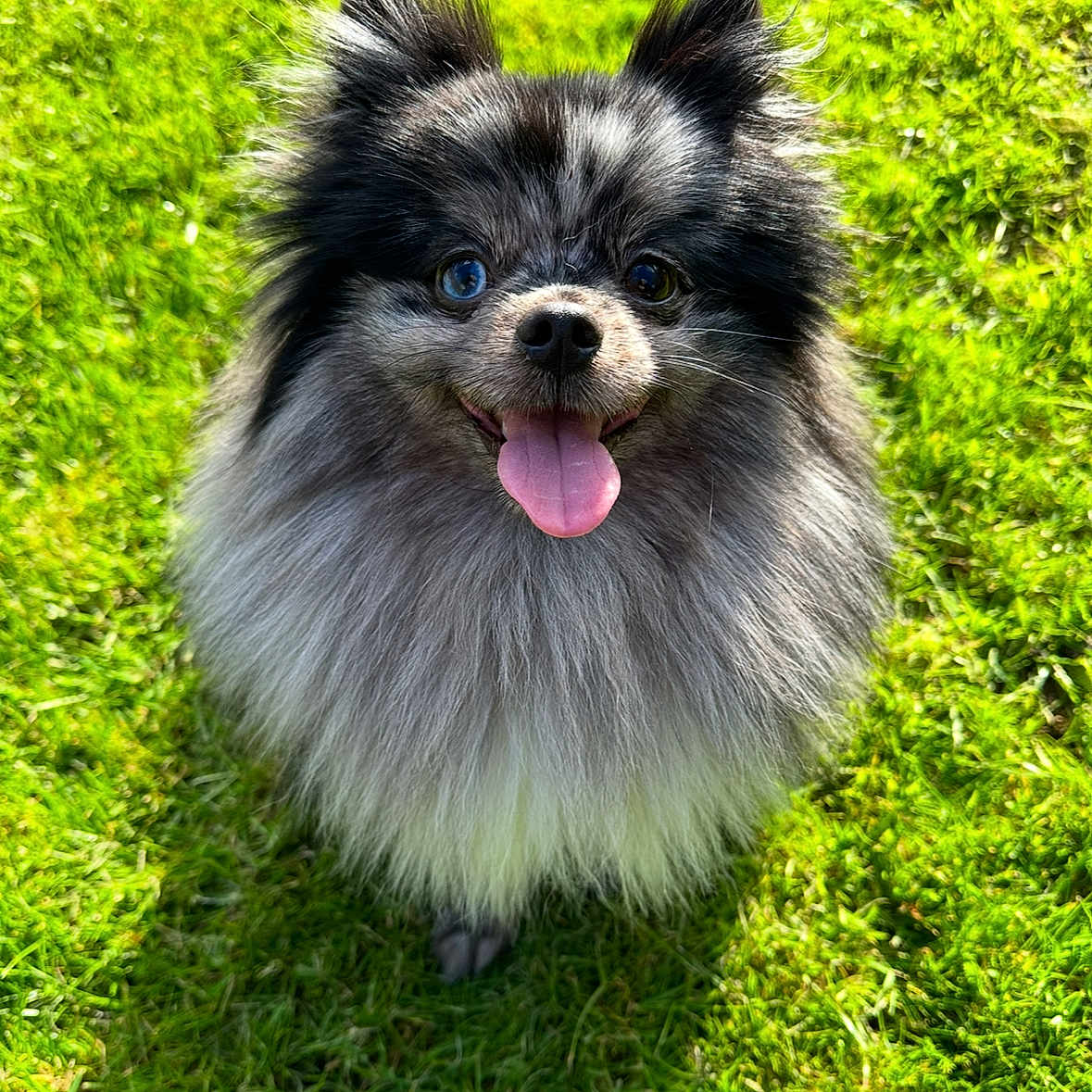Chichi Wolfenden is registered to the contest to win money with this photo: animal, black_and_gray, closeup, cute, dog, fluffy, friendly, fur, grass, happy, looking_up, nature, outdoor, pet, pomeranian, portrait, small_dog, smiling, sunlight, tongue_out
