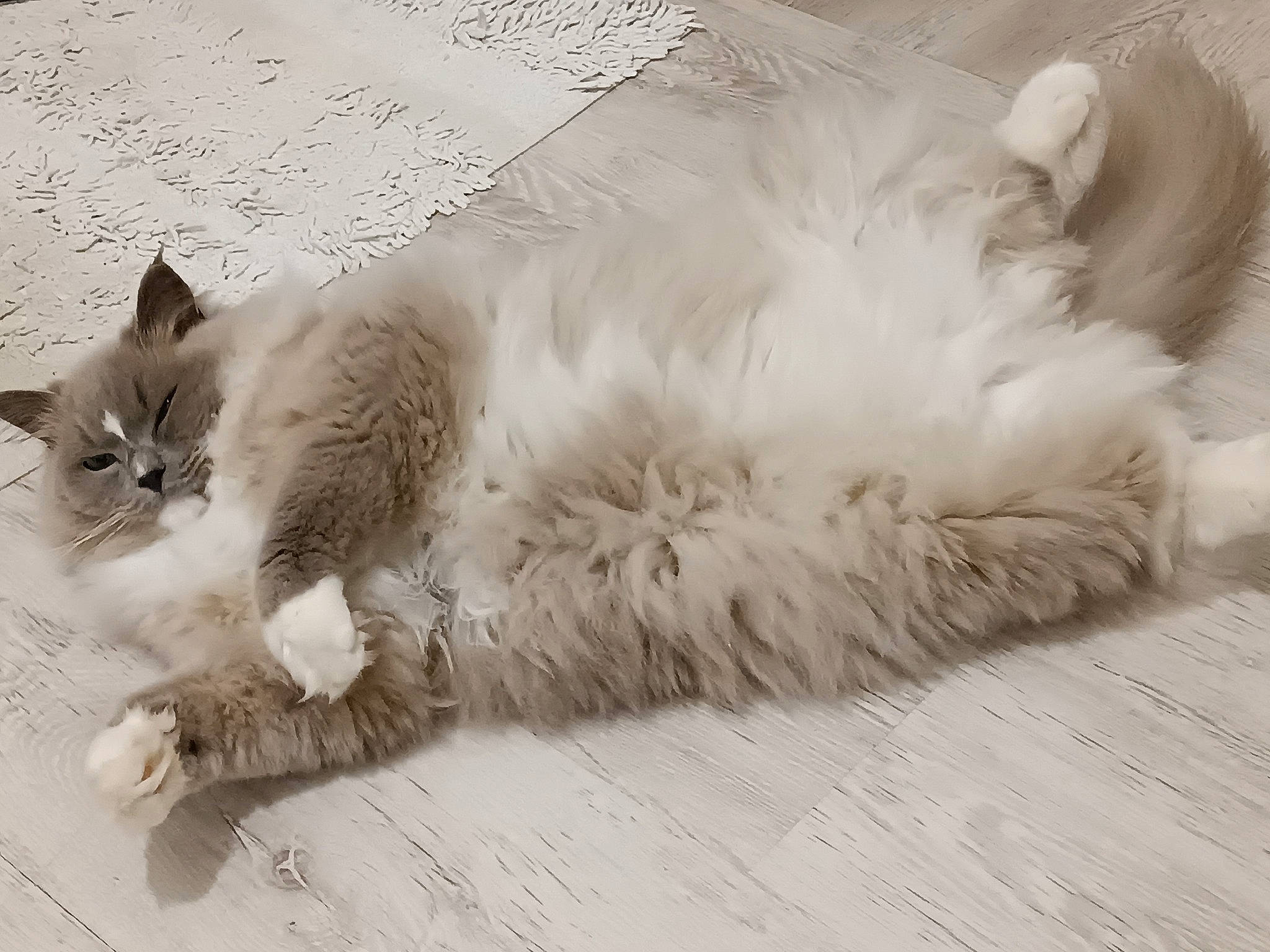 Twinuts a rejoint le concours — aidez-le/la à gagner de superbes lots ! carnivore, cat, claw, comfort, domestic_short_haired_cat, felidae, flooring, foot, fur, grey, monochrome, monochrome_photography, nap, paw, ragdoll, small_to_medium_sized_cats, snout, tail, terrestrial_animal, whiskers