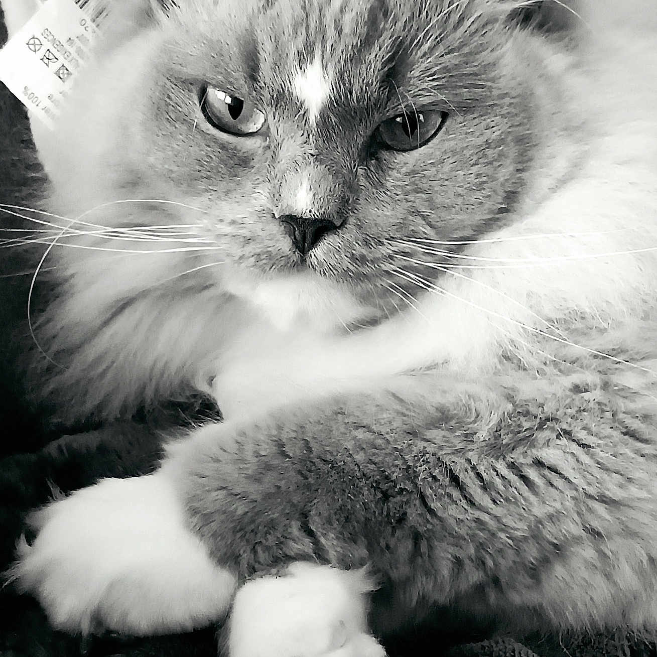 Twinuts participe au concours pour gagner de l'argent avec cette photo : animal, black_and_white, blanket, cat, closeup, cozy, cute, domestic_animal, face, feline, fluffy, fur, indoor, paw, pet, portrait, relaxed, resting, soft, whiskers
