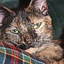cat, tortoiseshell, close_up, green_eyes, fur, whiskers, plaid, fabric, resting, cozy, indoor, pet, animal, face, portrait, soft, relaxed, cute, feline, comfort