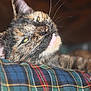 Izumi is registered to the contest to win money with this photo: cat, tortoiseshell, close_up, pet, animal, feline, fur, whiskers, ear, mouth, tooth, plaid, fabric, texture, relaxed, indoor, resting, cute, portrait, sleepy