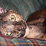 cat, tortoiseshell, close_up, lying_down, plaid_fabric, yellow_eyes, whiskers, fur, indoor, pet, relaxed, cozy, animal, sleepy, portrait, feline, soft, texture, resting, comfort