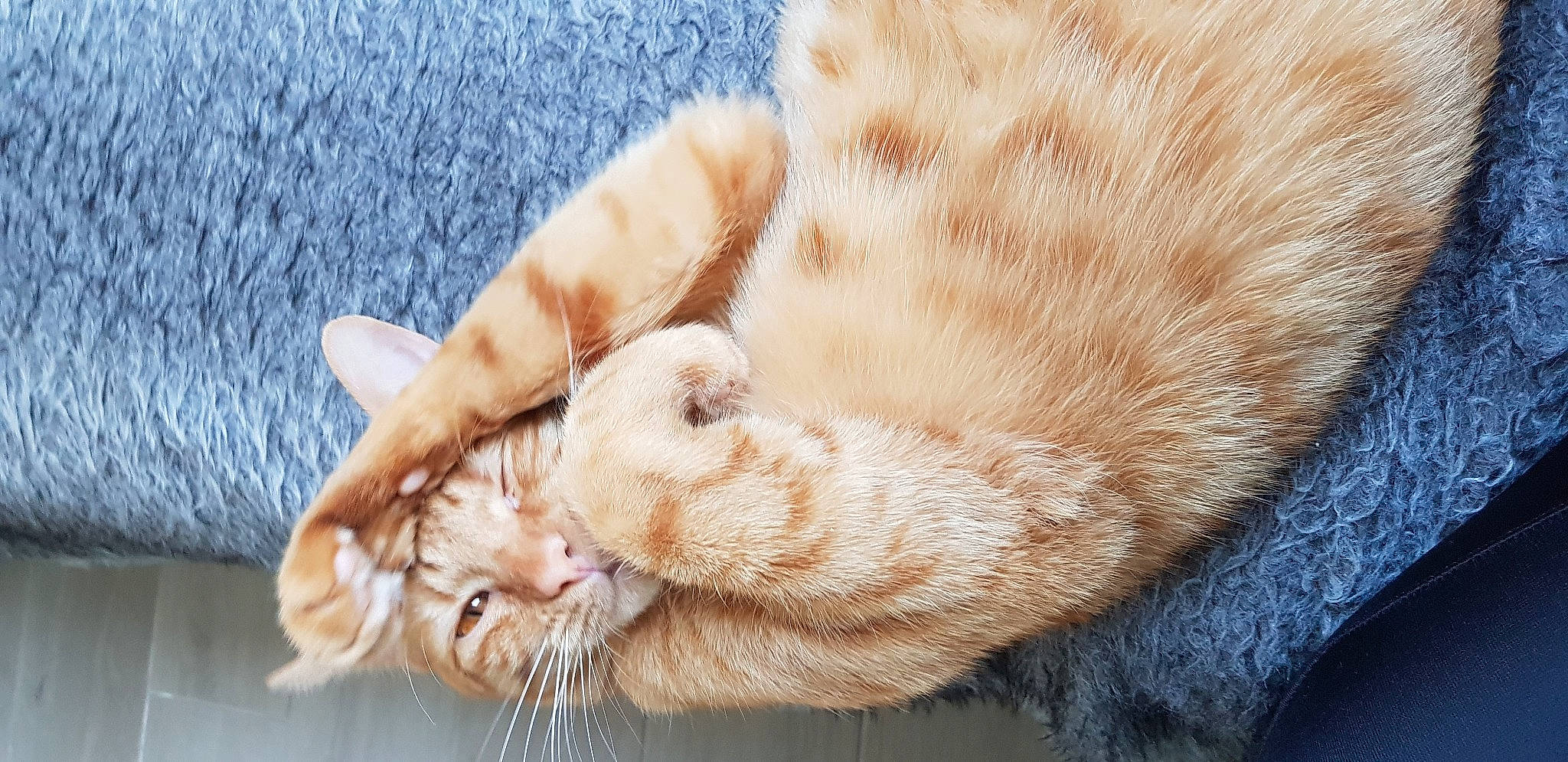 Nismo participe au concours pour gagner de l'argent avec cette photo : carnivore, cat, claw, ear, european_shorthair, fawn, felidae, fur, paw, polydactyl_cat, small_to_medium_sized_cats, snout, tabby_cat, tail, whiskers