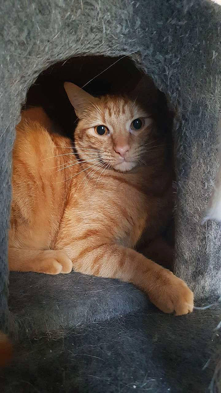 Nismo participe au concours pour gagner de l'argent avec cette photo : aegean_cat, arabian_mau, asian, carnivore, cat, domestic_short_haired_cat, european_shorthair, fawn, felidae, german_rex, mammal, ojos_azules, polydactyl_cat, small_to_medium_sized_cats, snout, tabby_cat, whiskers