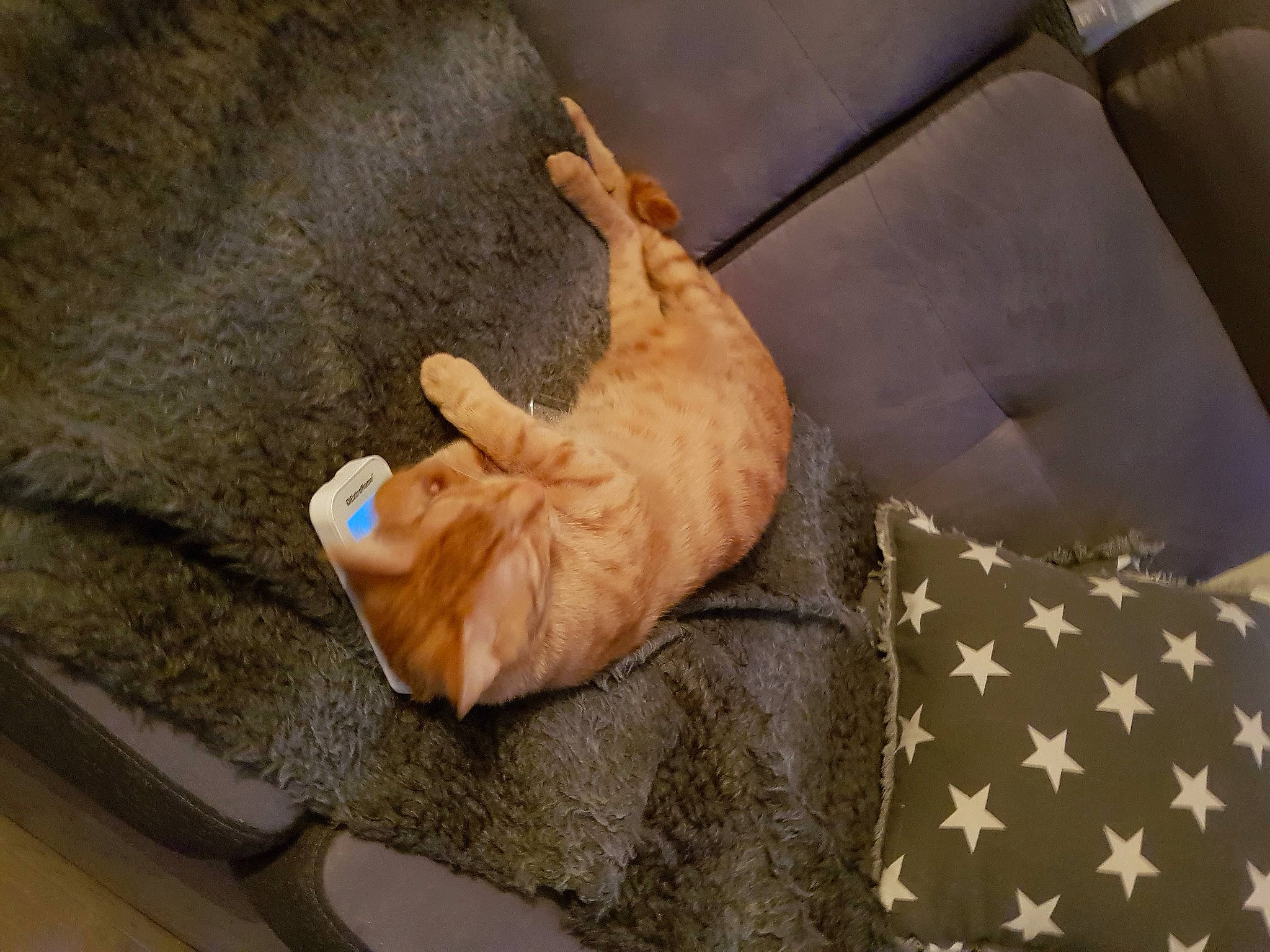 Nismo participe au concours pour gagner de l'argent avec cette photo : canidae, carnivore, cat, fawn, felidae, paw, sporting_group