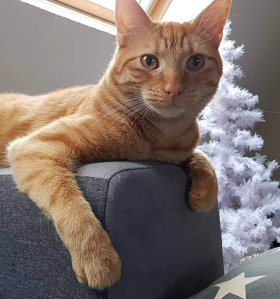 Nismo participe au concours pour gagner de l'argent avec cette photo : aegean_cat, arabian_mau, asian, australian_mist, carnivore, cat, domestic_short_haired_cat, european_shorthair, fawn, felidae, german_rex, kitten, mammal, ojos_azules, polydactyl_cat, sitting, small_to_medium_sized_cats, tabby_cat, vertebrate, whiskers